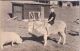 Joseph Patrick Story